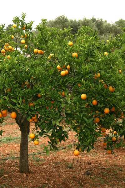 stock image Orange Tree