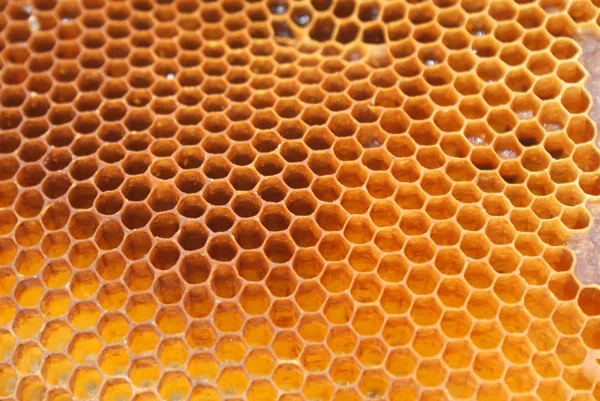 stock image Close up view of the bees on honey