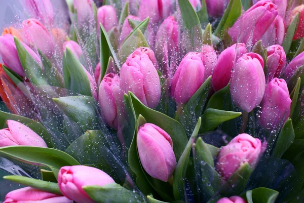 Buquê das tulipas frescas no fundo branco — Fotografia de Stock