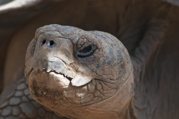 Portret broască țestoasă — Fotografie, imagine de stoc