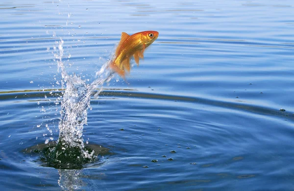 stock image Goldfish jumping