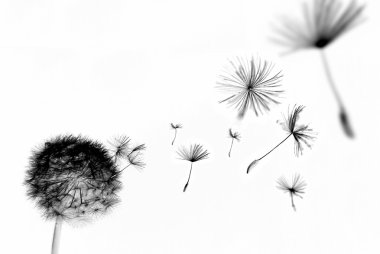 Abstract Dandelion clipart