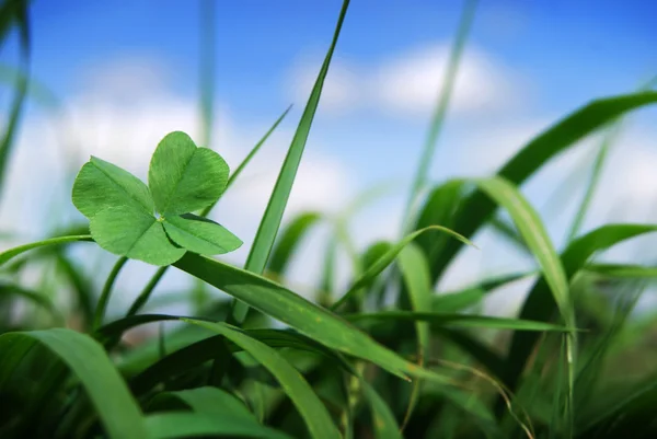 Four leaf clover in grass — Stock Photo, Image