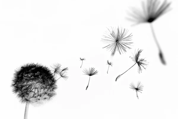 Abstract Dandelion — Stock Photo, Image