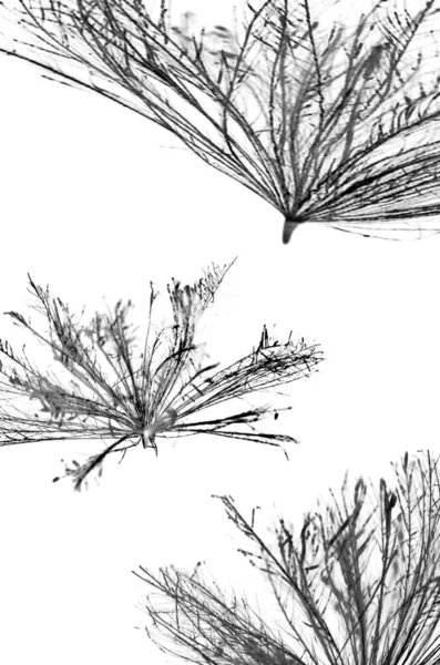 Nasiona ostropestu streszczenie — Zdjęcie stockowe