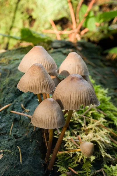 Cogumelos em forma de sino — Fotografia de Stock