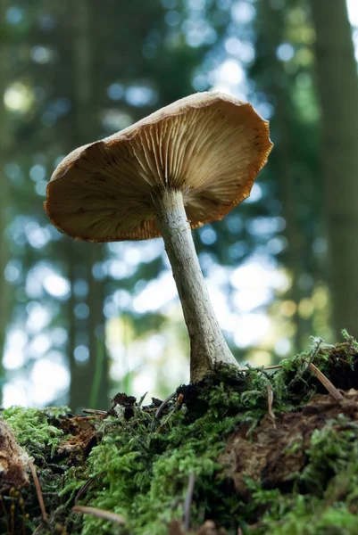 Cogumelo florestal — Fotografia de Stock