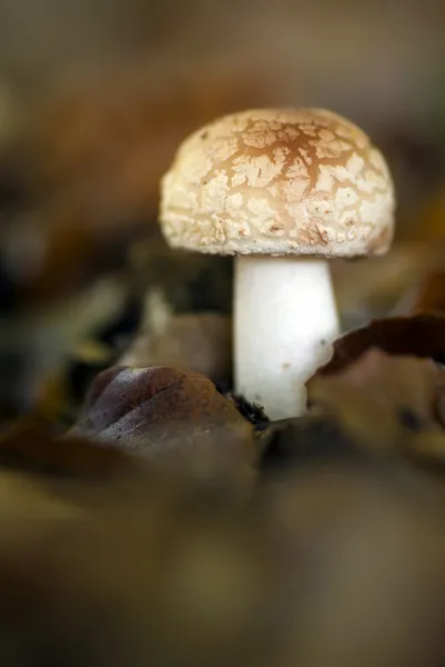 Herfst bos paddestoel — Stockfoto