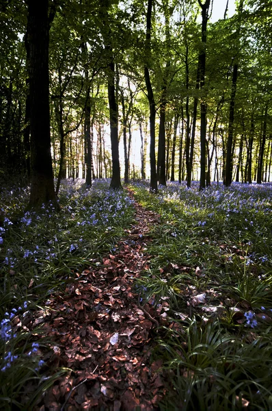 Bluebell wood pathway — Stock Photo, Image
