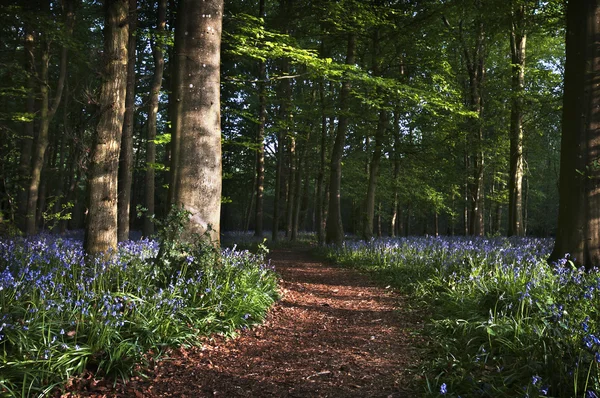 Bluebell wood pathway — Stock Photo, Image