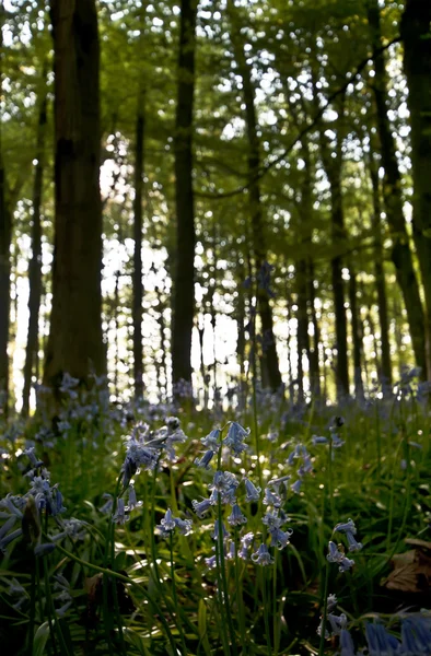 Bluebell fa napfény vissza — Stock Fotó