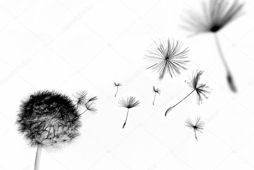 Abstract Dandelion