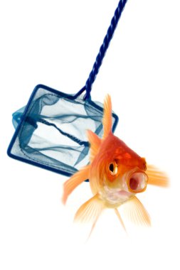 Catch the goldfish clipart