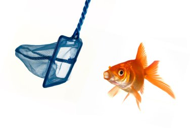 Goldfish escape clipart