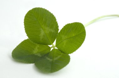Four leaf clover on white clipart