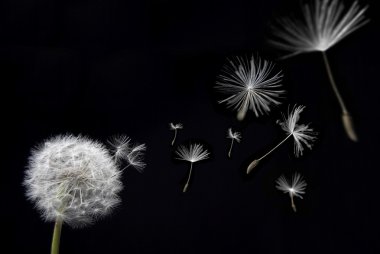 Dandelion with floating seeds clipart