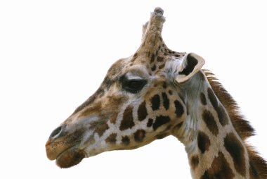 Young giraffe clipart