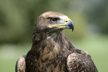 Golden eagle portresi