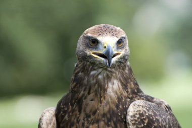 Golden eagle portresi