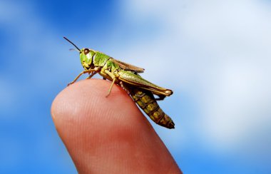 çim hopper üzerinde parmak