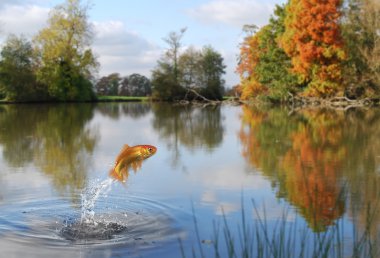 Goldfish jumping clipart