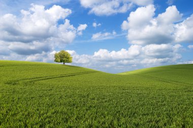 Tree on the hill clipart