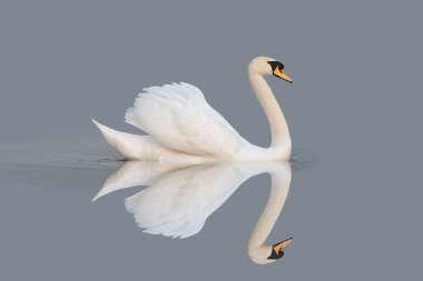 Swan reflections clipart