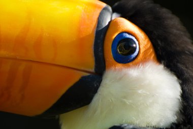 Toucan yakın çekim