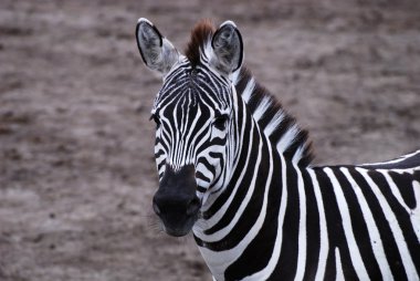 bakan zebra