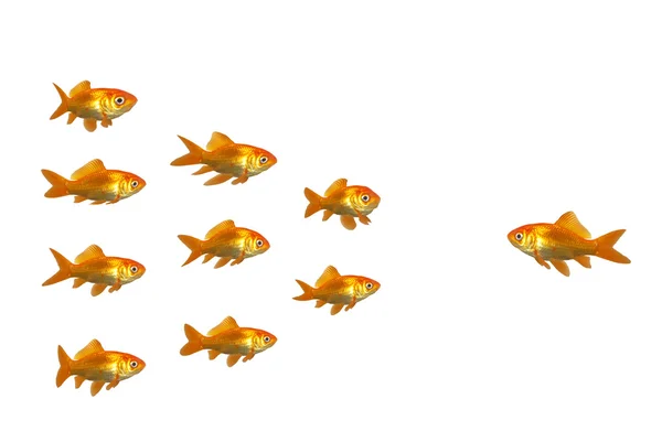 Goldfische lenken — Stockfoto