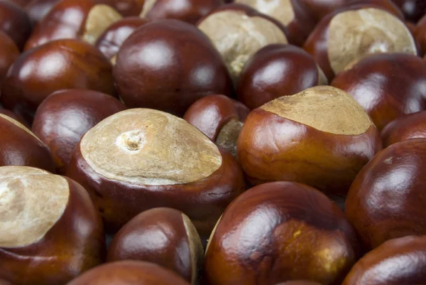 Group of conkers — Stock Photo, Image