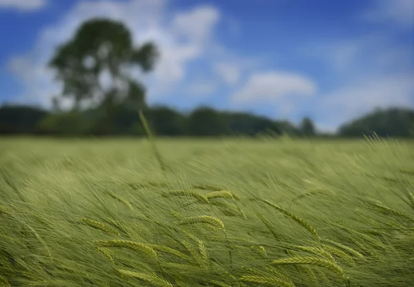 Buğday peyzaj — Stok fotoğraf