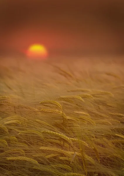 Buğday alan günbatımı — Stok fotoğraf