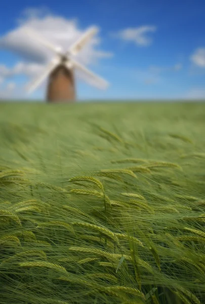 stock image Crops and windmill