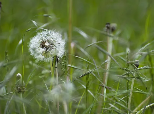 Dandelion and grasses — Stock Photo, Image