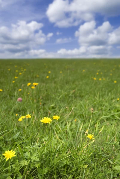 Grass field with dandelions in flower — Stock Photo, Image