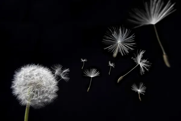 Dandelion with floating seeds — Stock Photo, Image