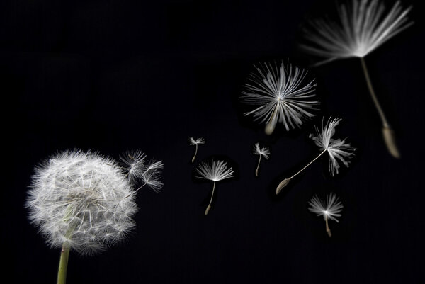 Dandelion with floating seeds