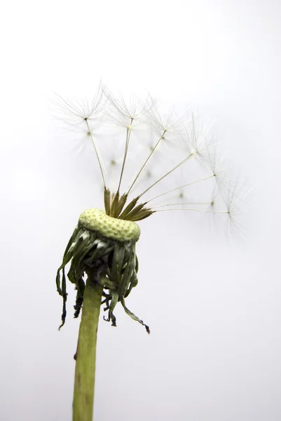 Păpădie cu semințe — Fotografie, imagine de stoc