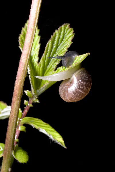Snail climbing on a plant leaf — Stock Photo, Image