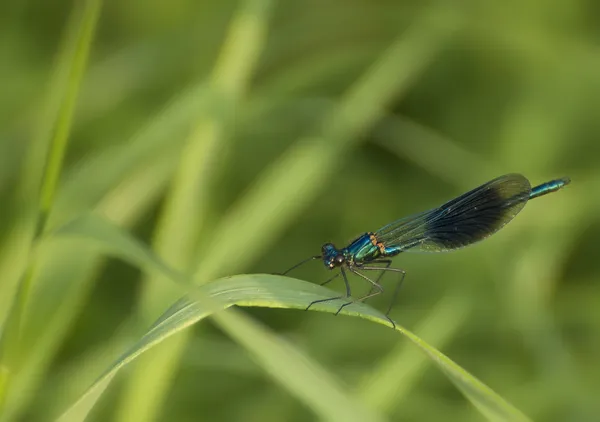 Dragonfly pe o trestie — Fotografie, imagine de stoc
