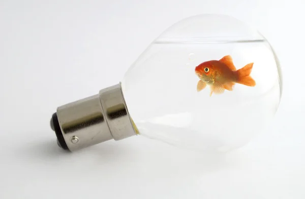 Goldfish in a lightbulb — Stock Photo, Image