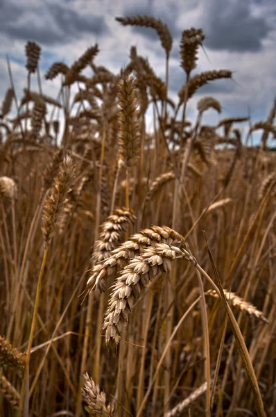 Wheat field with dramatic sky — Stock Photo, Image