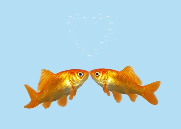 Fish kissing — Stock Photo, Image