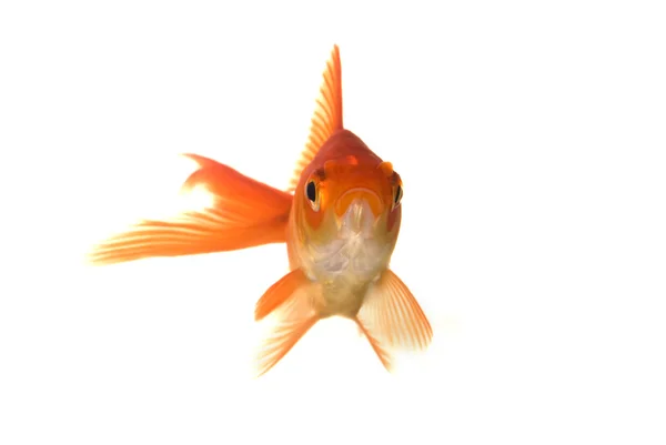 Портрет золотой рыбы — стоковое фото