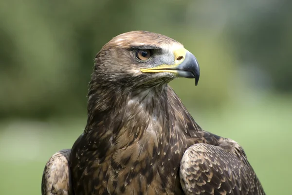 Golden eagle portrét — Stock fotografie
