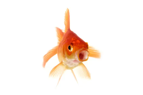 Zlaté rybky užvanění — Stock fotografie