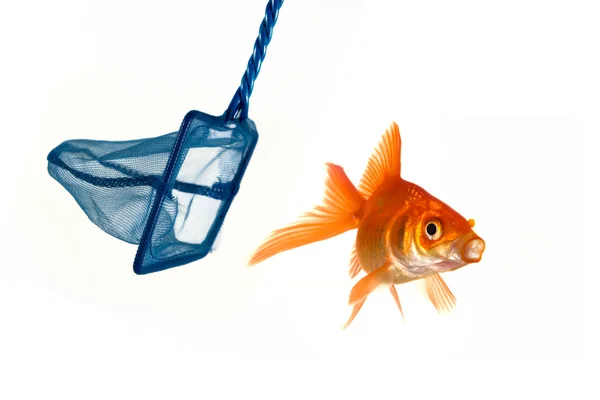 Goldfish trying to avoid being caught — Stock Photo, Image