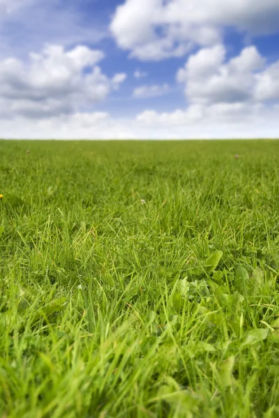 Fresh grass field — Stock Photo, Image