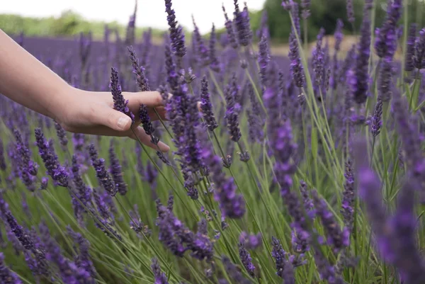 Childs hand running through lavender fields — Stock Photo, Image